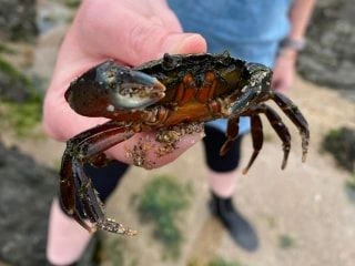 Close-up photo of a person holding a small crab with sandy legs on a beach.