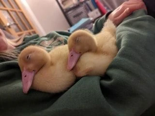 Two fluffy ducklings nestled together on a person's arm, both appearing relaxed and sleepy.