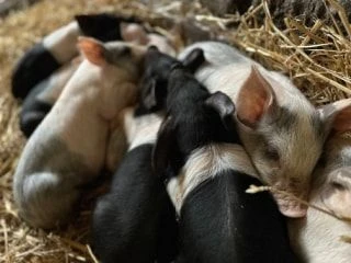 Group of piglets snuggled together resting peacefully on straw bedding.